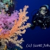 coral_soft_dae_ni_h_0350_egy2361.jpg